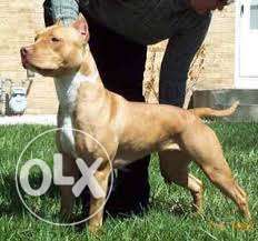 Pitbull terrier all India delivery available