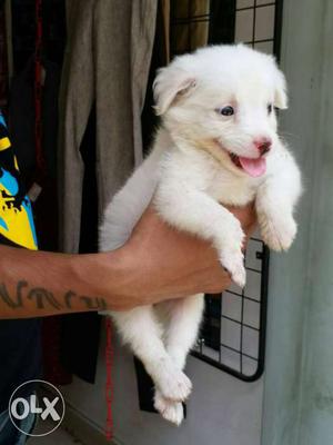 Pmoliyan puppy sell