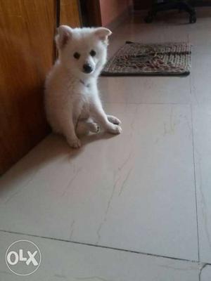 Pomeranian male fr sale Active and cute loving