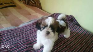 Premium quality shihtzu puppies available with