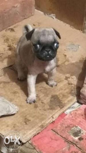 Pu Toy breed available female pup