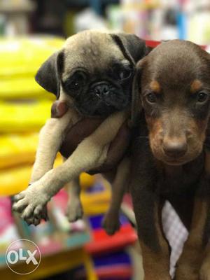 Pug & Doberman Pup's For Sale