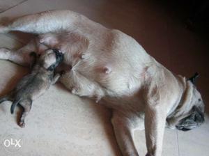 Pug female with baby