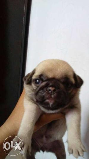 Pug healthy and active puppies availaible.