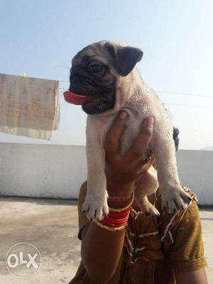 Pug heavy size male puppy