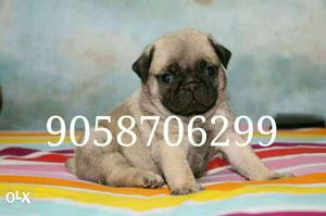 Pug male puppy available male  and female
