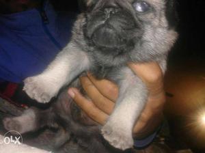 Pug pup avilable top quility