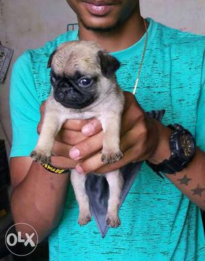 Pug puppies availaible at lowest price.