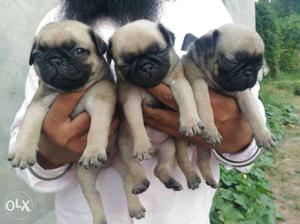 Pug puppies cute and healthy puppy