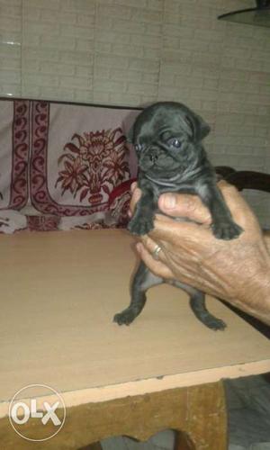 Pugg dog male vary good puppy haldy fully active