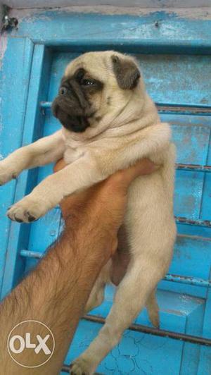 Pure Home Breed Highly Pedigree double heavy bone