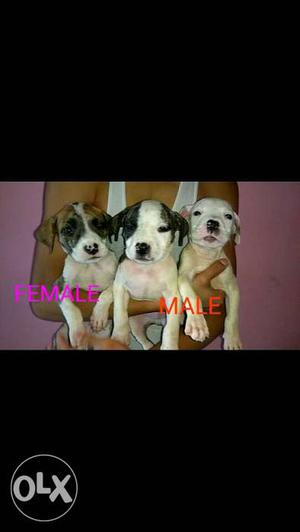 Pure PITBULL Puppies available for sale in DELHI
