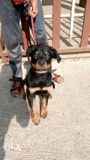 Pure Rottweiler Male with NMC Registration and