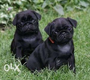 Pure Z Black pug pup available. only genuine