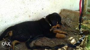 Pure breed Rottweiler male available for sale in