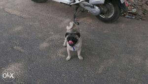 Pure breed pug only one left hurry 5 months old