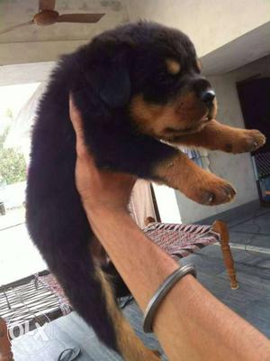 Pure breed rottweiler pups available