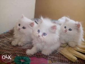 Pure white Long Persian kitten