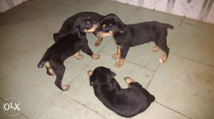 Quality Doberman pup's for sale