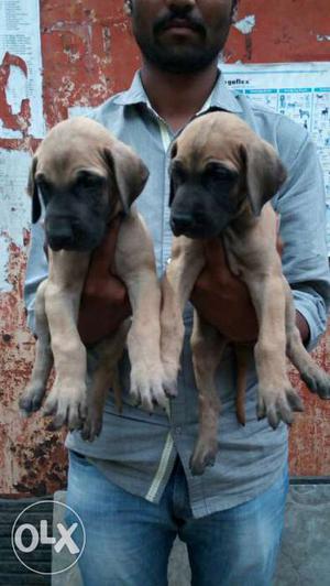 Quality great Dane male and female puppy 