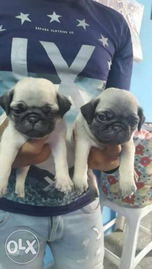 Quality pug male and female puppy available super