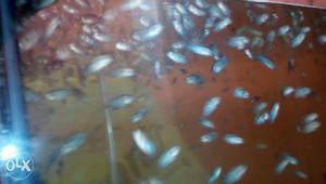 Red dragon flowerhorn fish bebbies,1 inch size