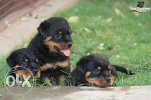 Rottweiler ///german shepherd male puppy for sell
