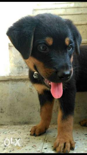 Rottweiler healthy active male puppy,, only