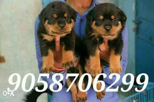 Rottweiler male punch face  and female 