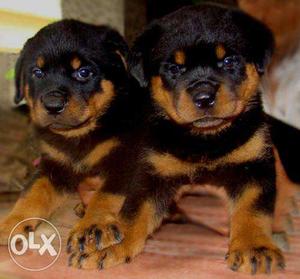 Rottweiler !! one month old !! Beagle & Golden Retrievers !!