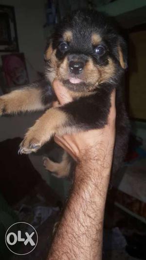 Rottweiler puppies for sale pure breed