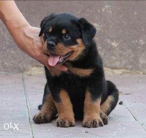 Rottweiler pups available at reasonable price