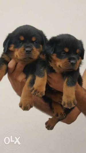 Rottweillar extraordinary awesome quality puppies
