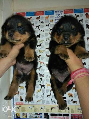 Rottweillar extraordinary puppies availaible at