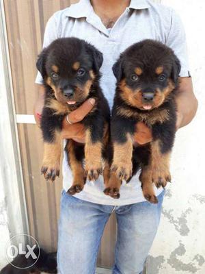 Rottweillar heavy head puppies at low cost.