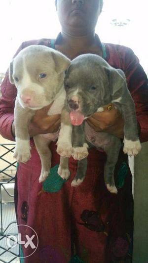 STAR KENNEL PIT BULL puppy available for sell