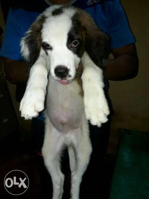 Saint bernard male puppy available at resonable