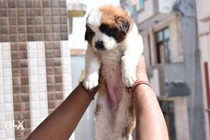 Saint male female puppy avileble delhi