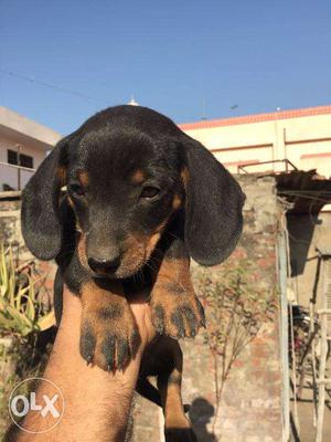 Sale Sale Dachshund Heavy Bones Puppies available
