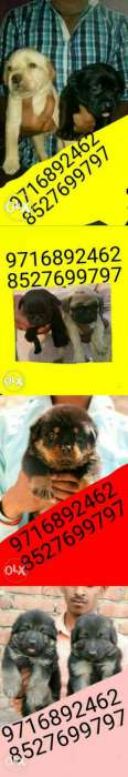 Sant barnard puppies in ur city (all call me for any breed