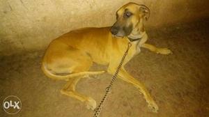 Sell my 13 months old great Dane female near to