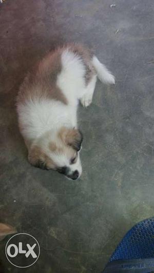 Sell pomerinan 2 month old good active