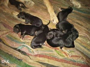 Seven Black Puppies