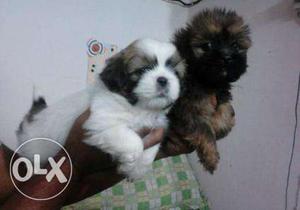 Shihtzu and Lhasa apso pups show quality male rs  n