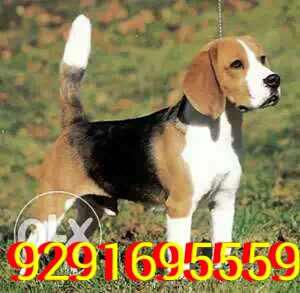 Show quality BEAGLE puppies available with KCI papers