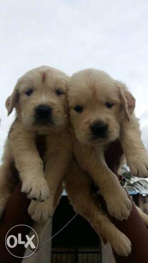 Show quality Golden Retriever Puppies