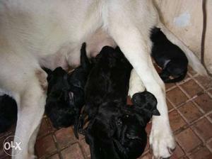 Show quality lab puppy for sel only black coler