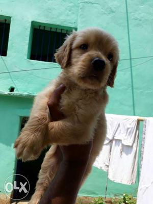 Show quality labrador Golden retriever pups and