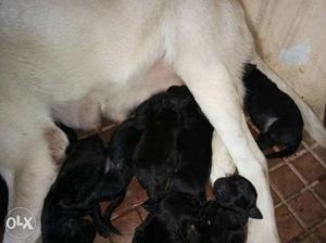 Show quality puppy for sel mal female only black