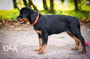 Show quality rott puppies sale